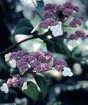 Hydrangea aspera macrophylla